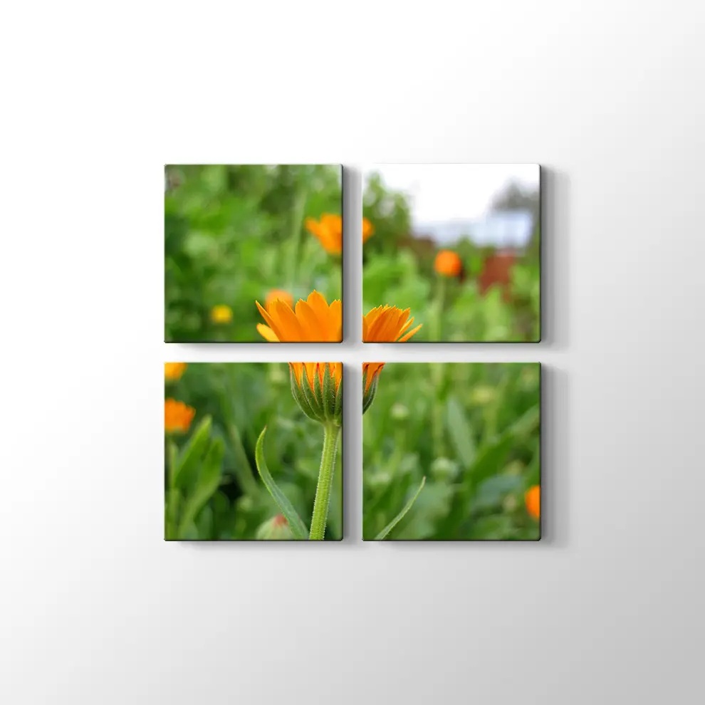 Kadife Çiçeği Kanvas Tablo