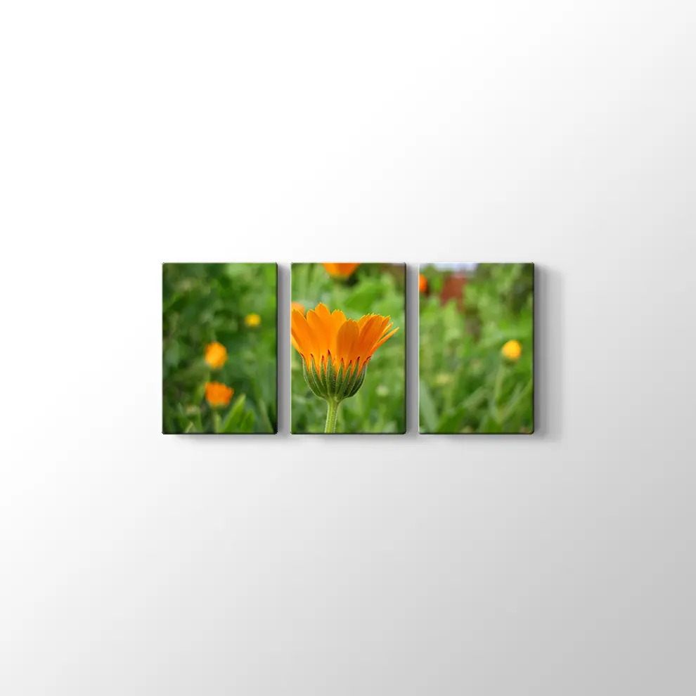 Kadife Çiçeği Kanvas Tablo