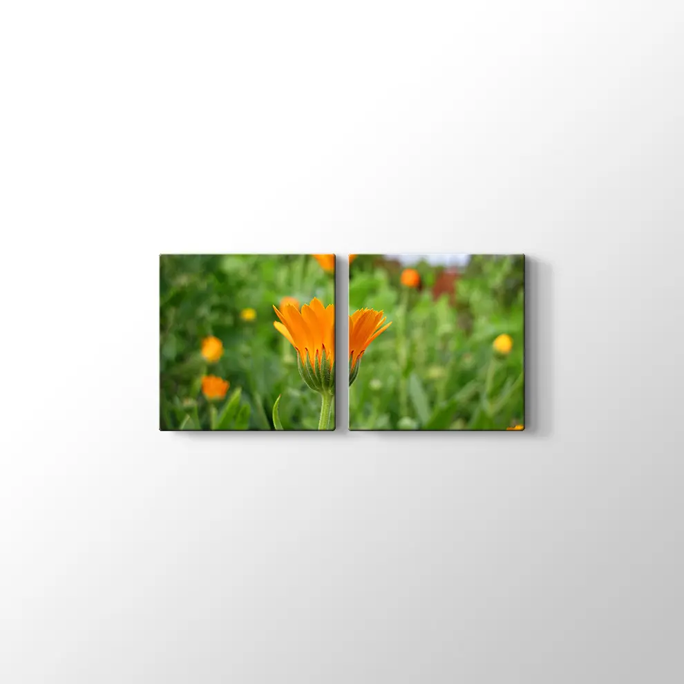 Kadife Çiçeği Kanvas Tablo