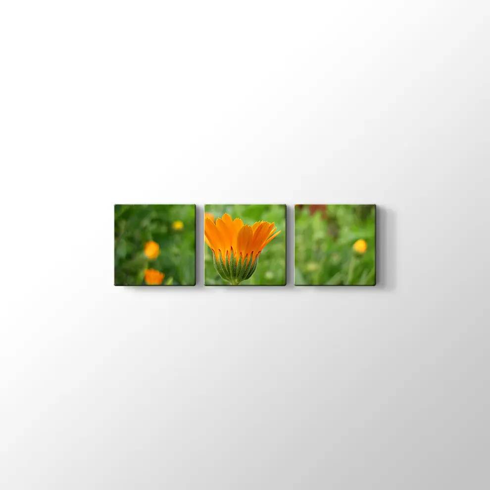 Kadife Çiçeği Kanvas Tablo