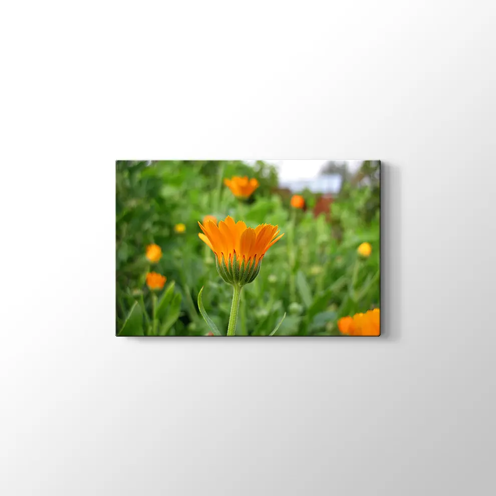 Kadife Çiçeği Kanvas Tablo