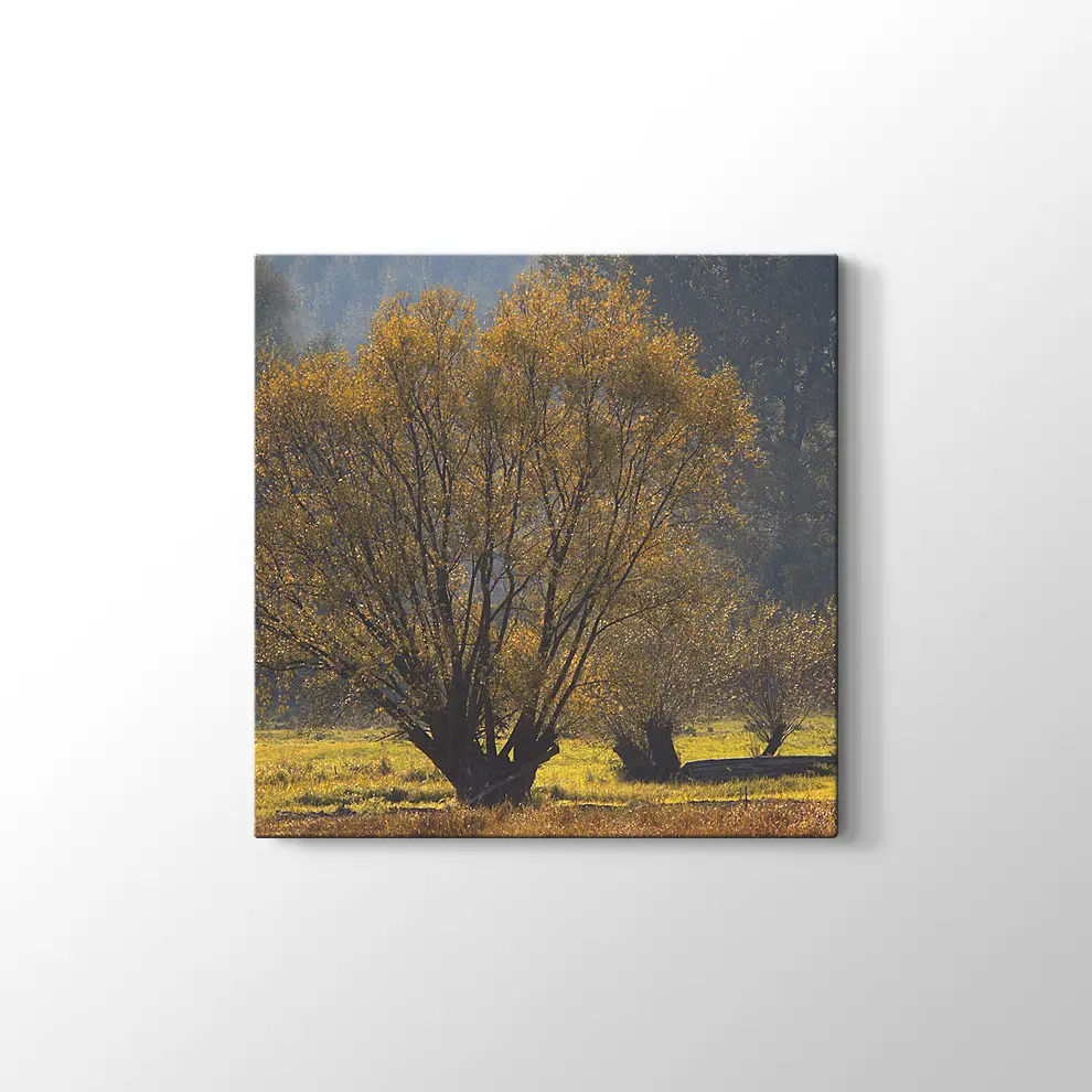 Narew Ulusal Park Kanvas Tablo