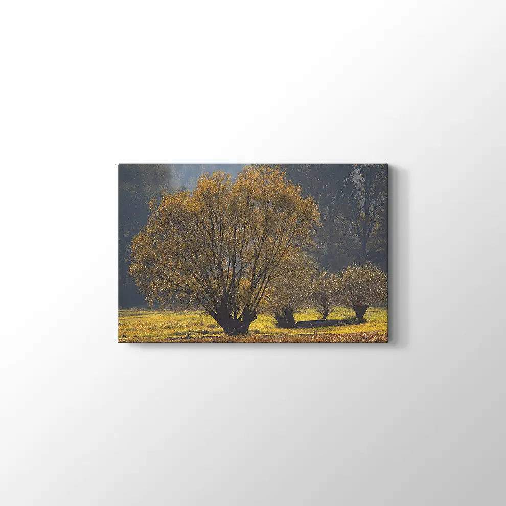 Narew Ulusal Park Kanvas Tablo