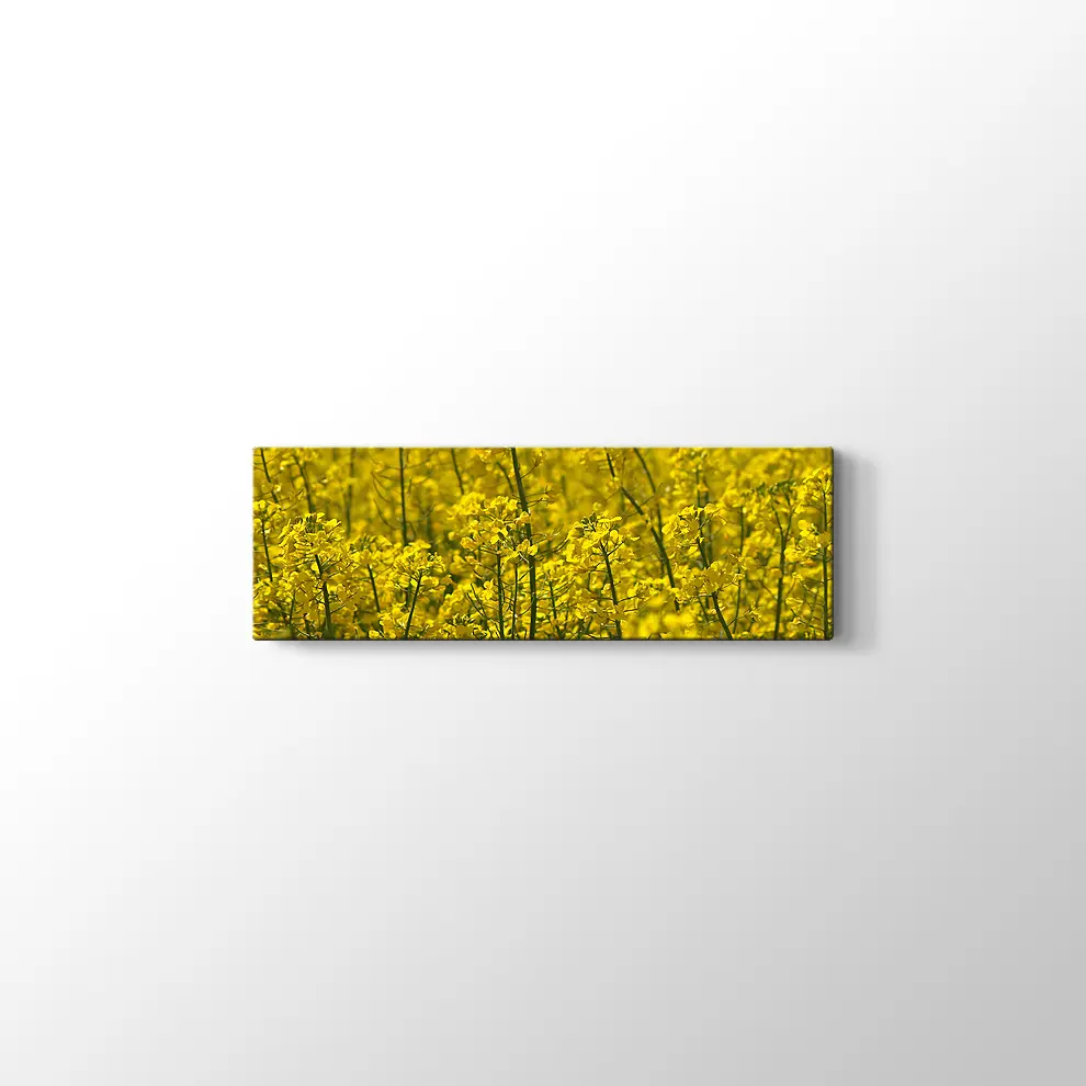 Kanola Tarlaları Kanvas Tablo