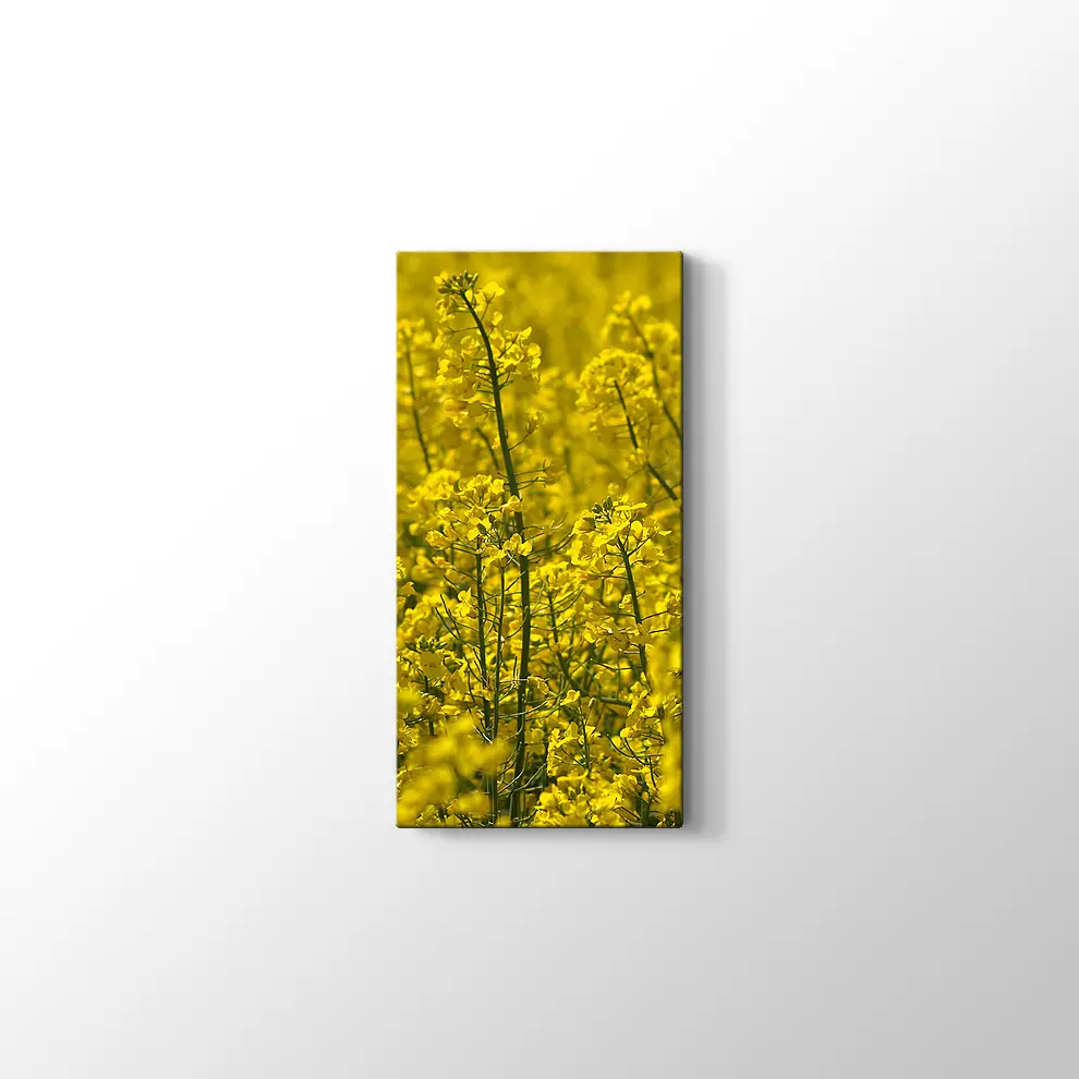 Kanola Tarlaları Kanvas Tablo