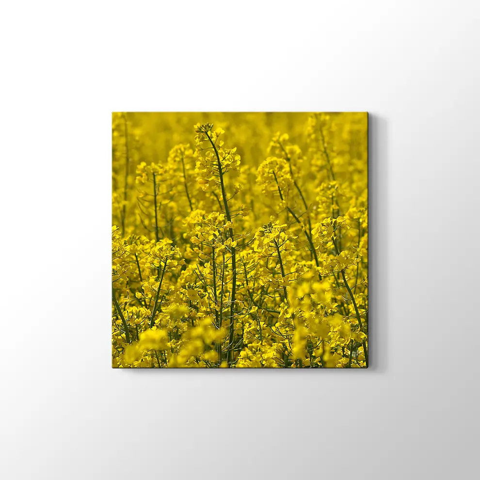 Kanola Tarlaları Kanvas Tablo