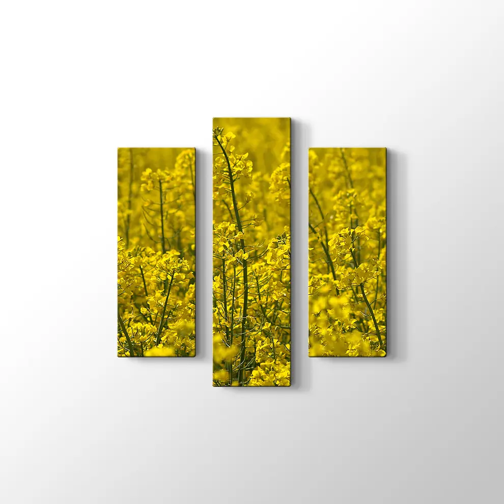 Kanola Tarlaları Kanvas Tablo