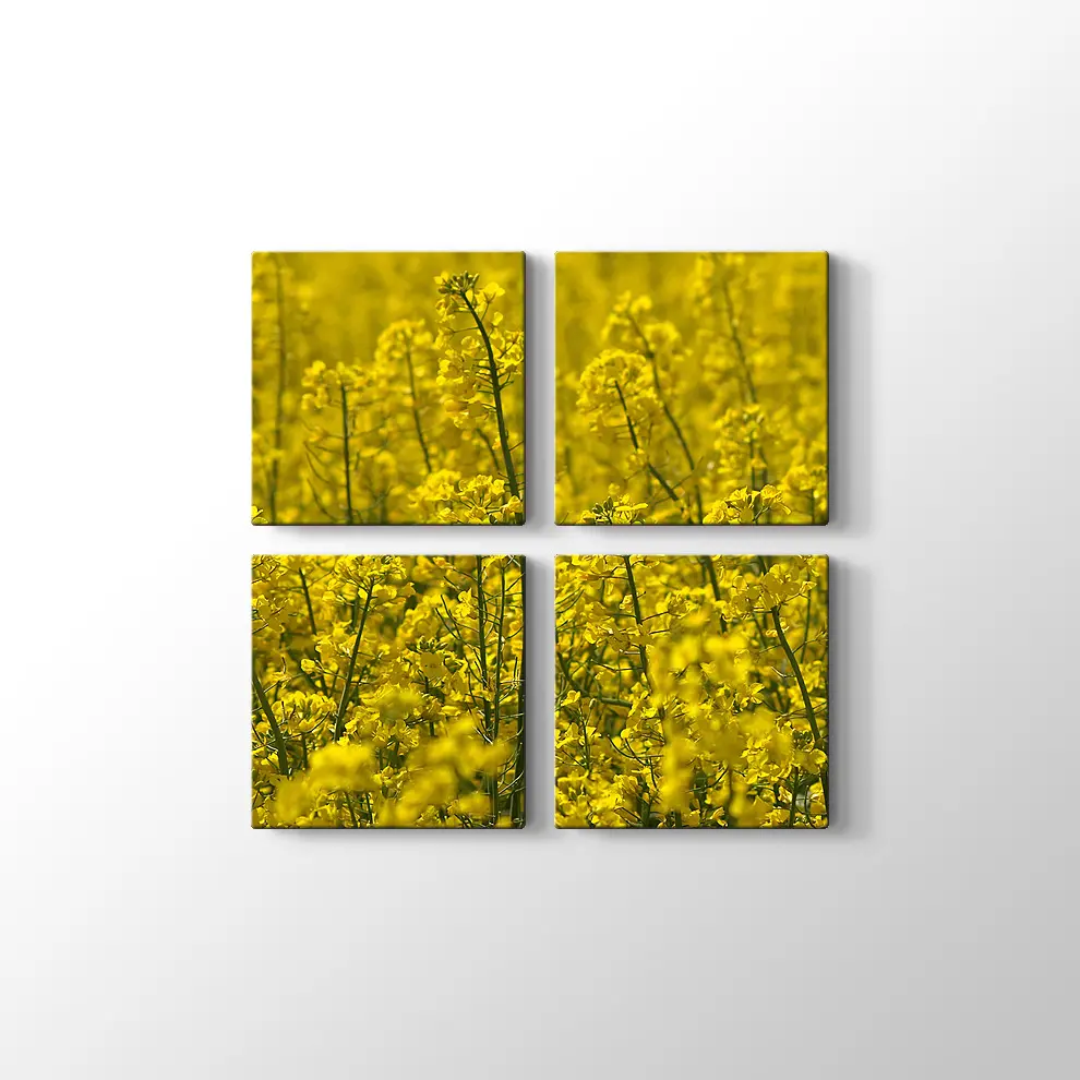 Kanola Tarlaları Kanvas Tablo