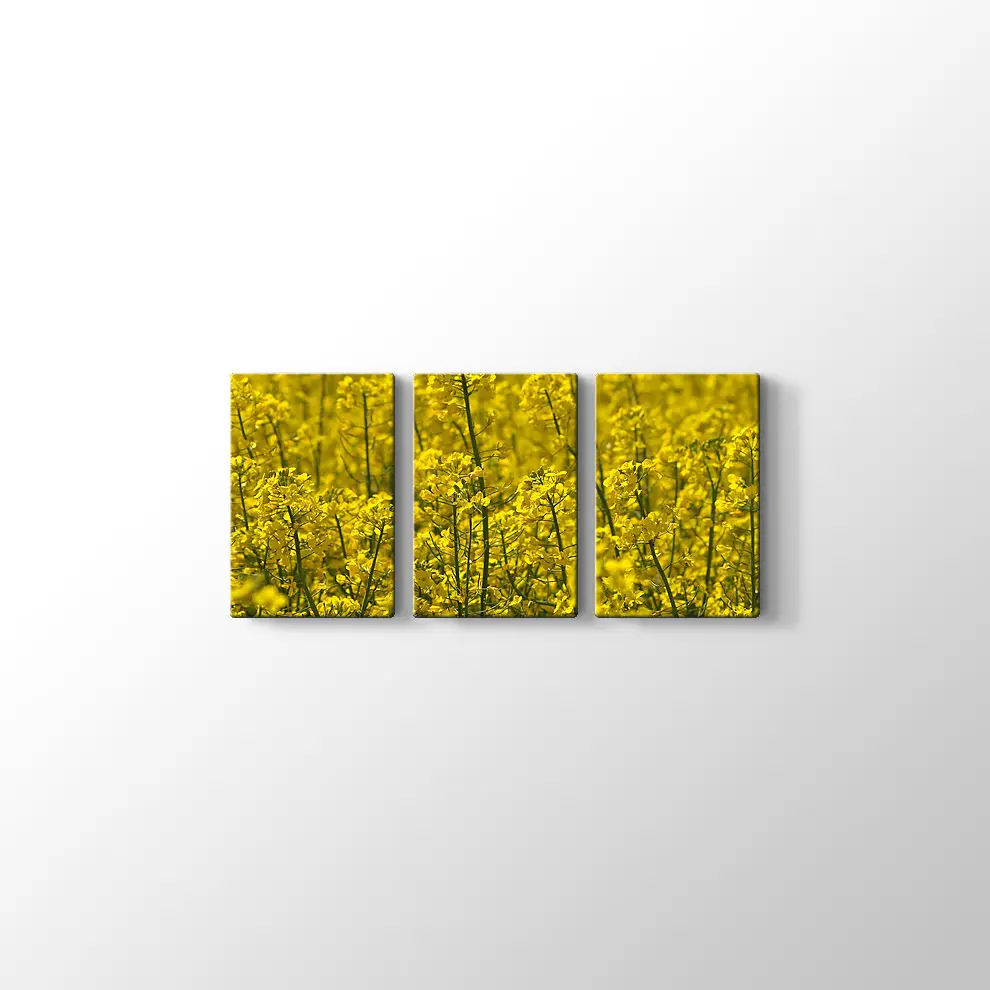 Kanola Tarlaları Kanvas Tablo