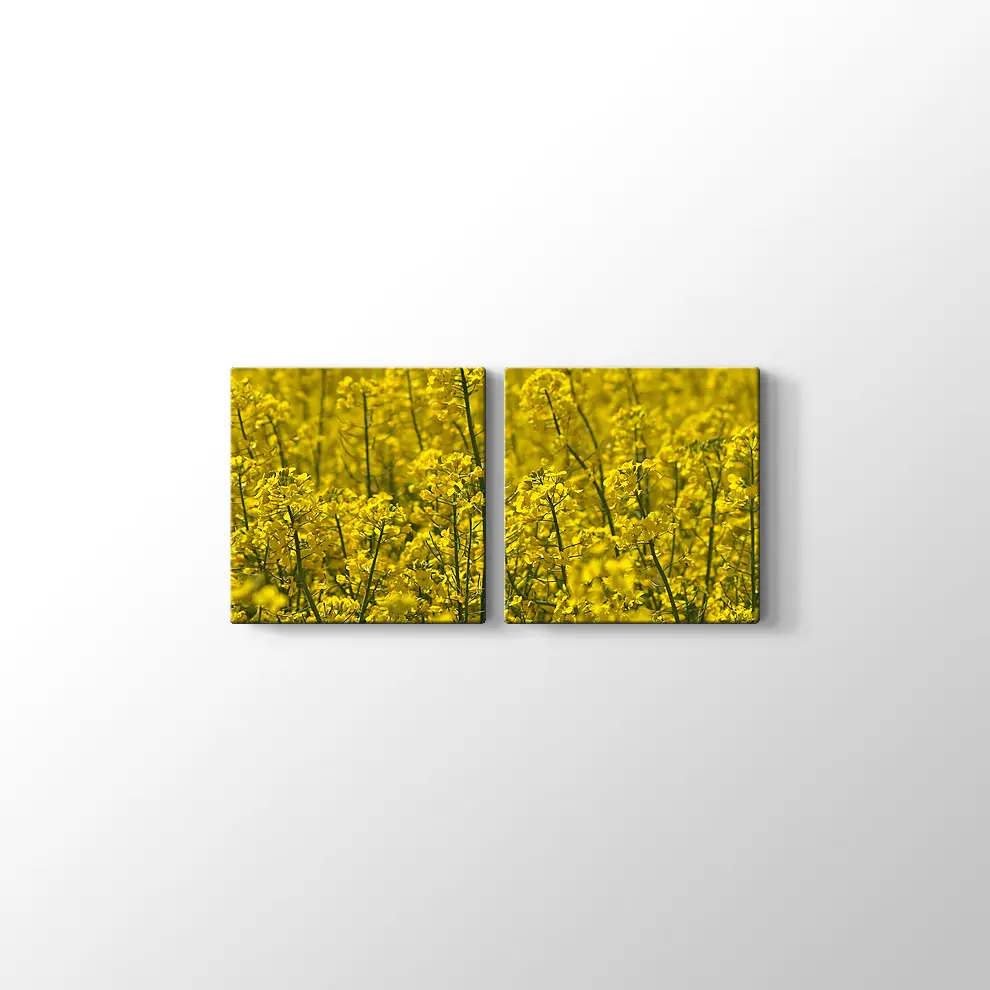 Kanola Tarlaları Kanvas Tablo