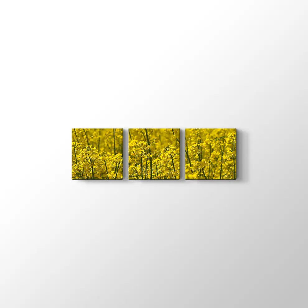 Kanola Tarlaları Kanvas Tablo