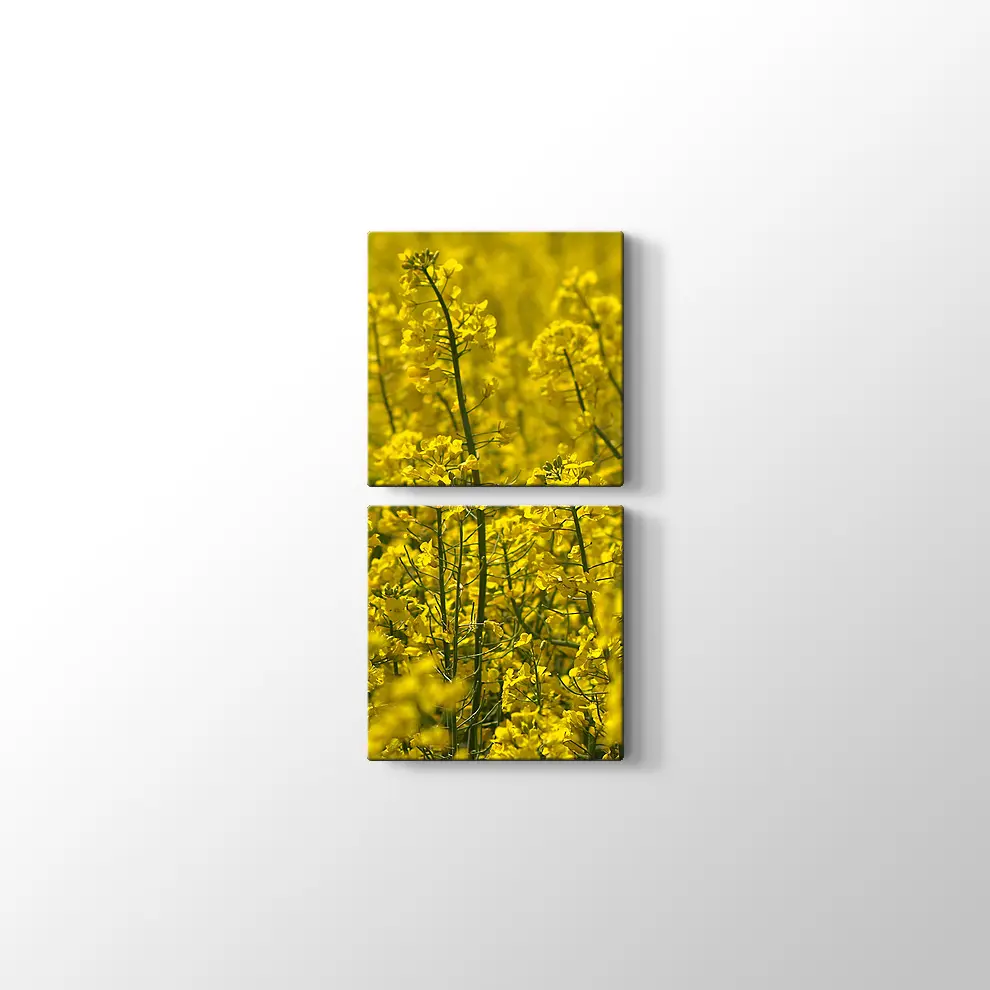 Kanola Tarlaları Kanvas Tablo