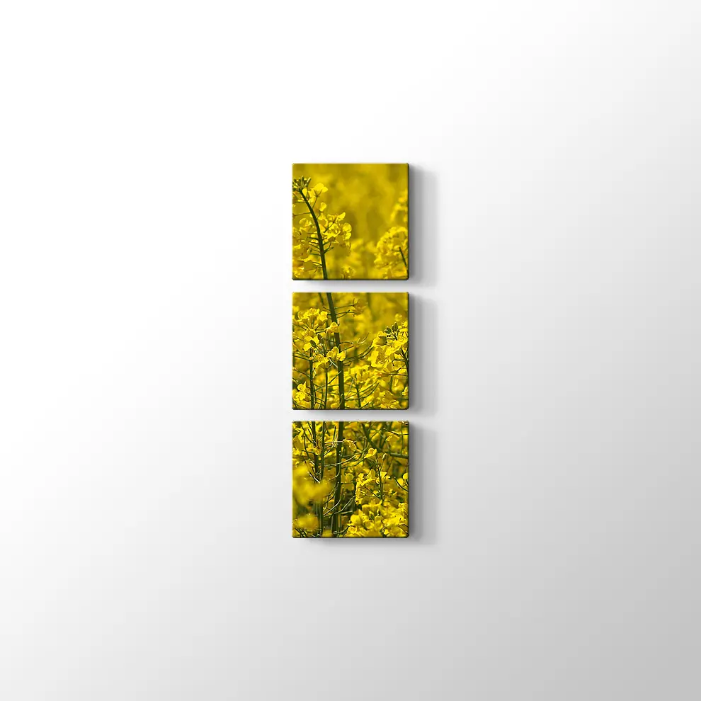 Kanola Tarlaları Kanvas Tablo