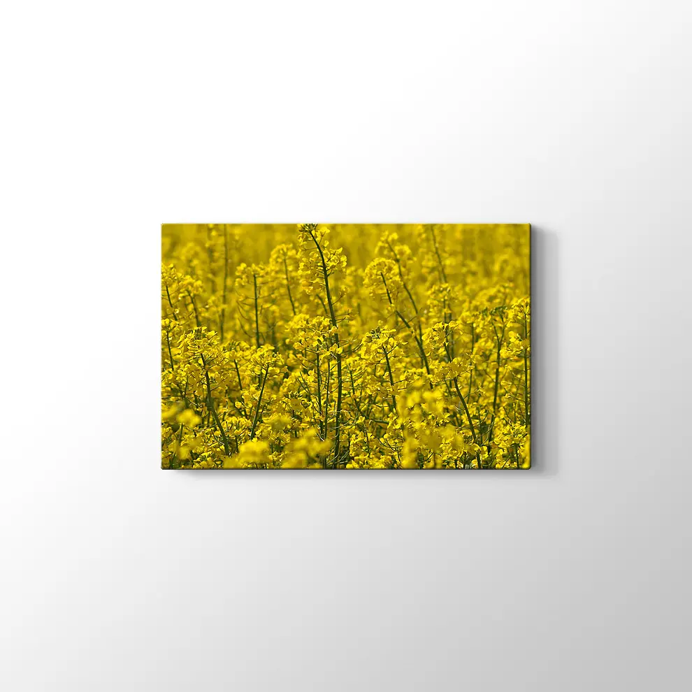 Kanola Tarlaları Kanvas Tablo