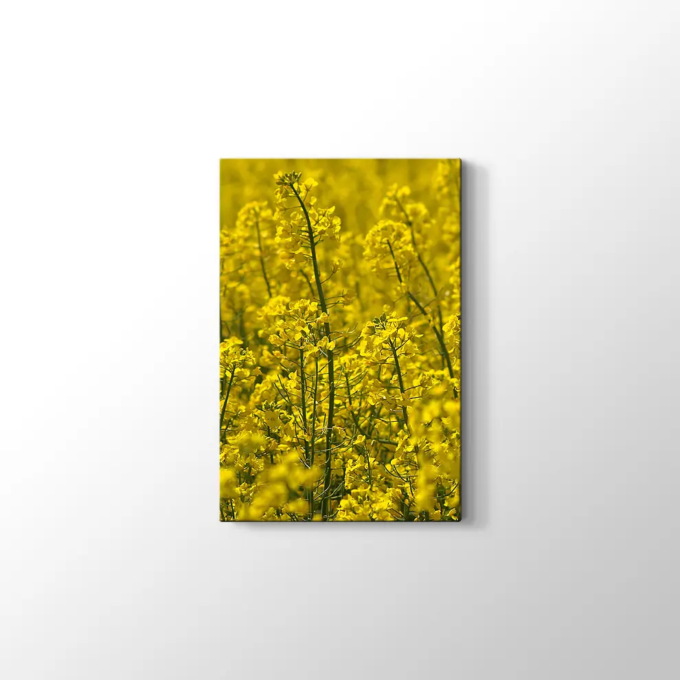 Kanola Tarlaları Kanvas Tablo