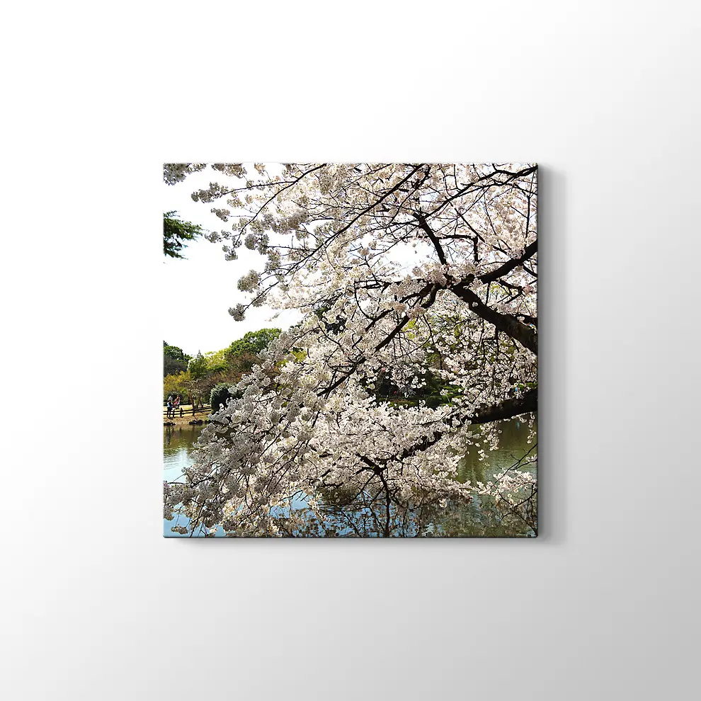 Beyaz Sakura Ağacı Kanvas Tablo