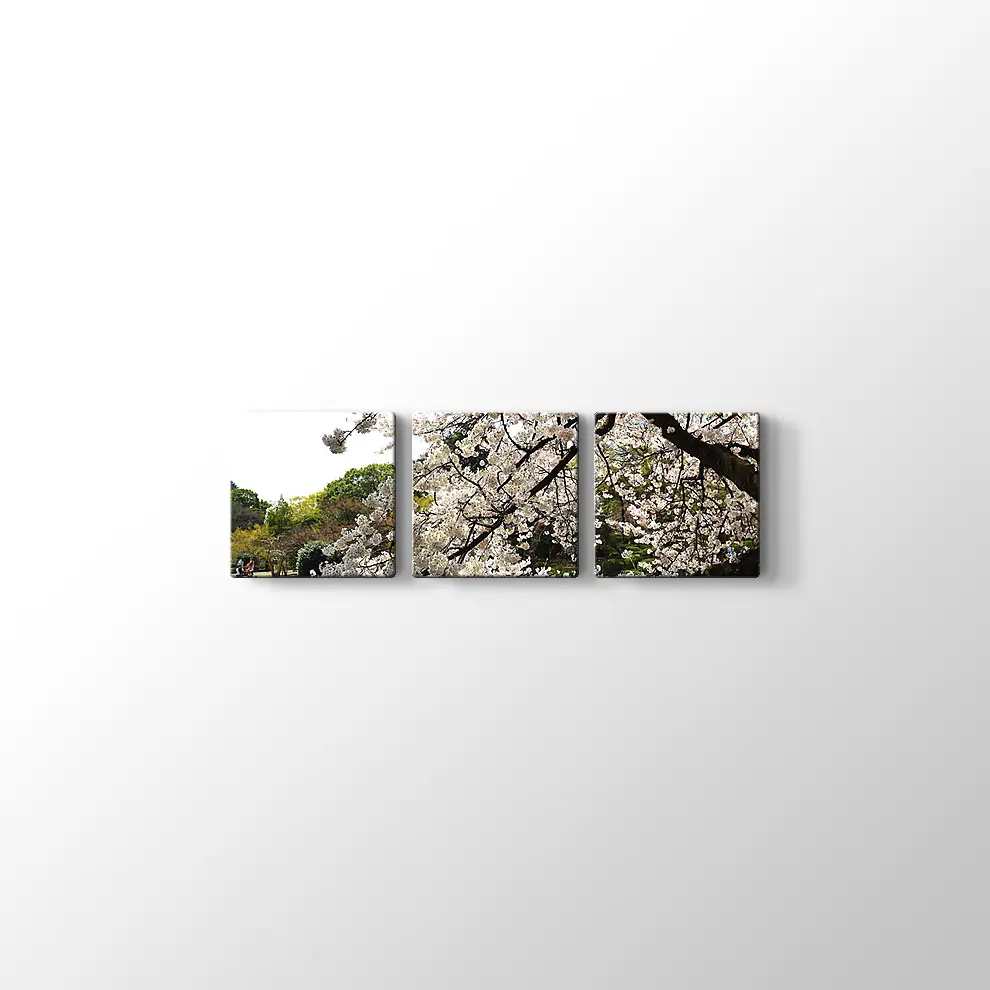 Beyaz Sakura Ağacı Kanvas Tablo