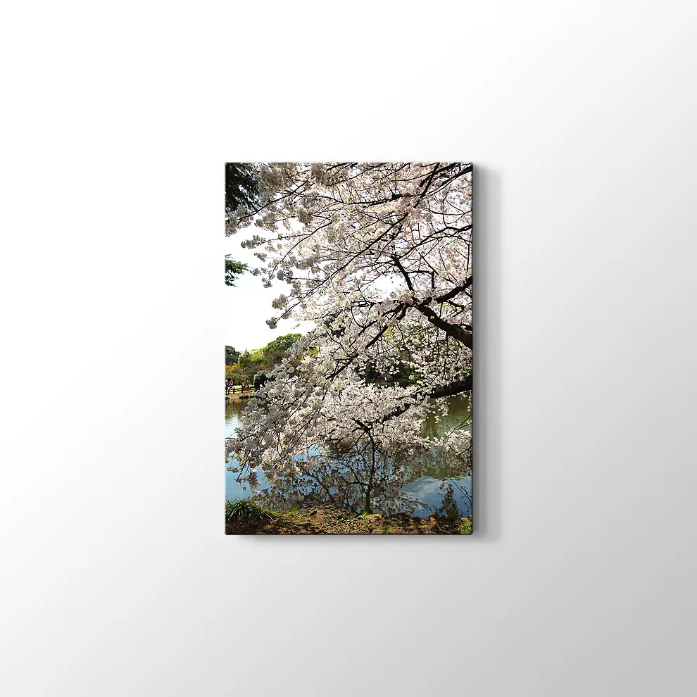 Beyaz Sakura Ağacı Kanvas Tablo