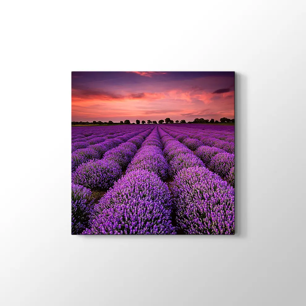 Lavanta Tarlaları Kanvas Tablo