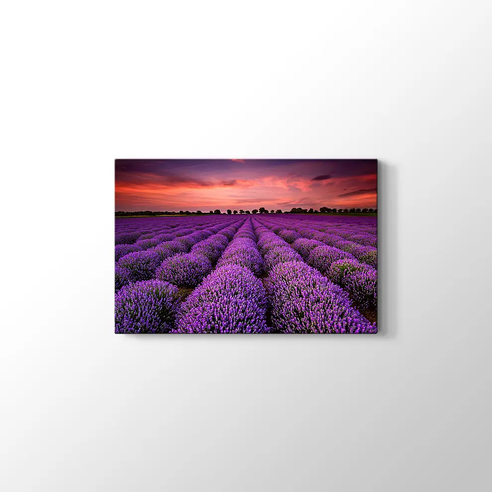 Lavanta Tarlaları Kanvas Tablo