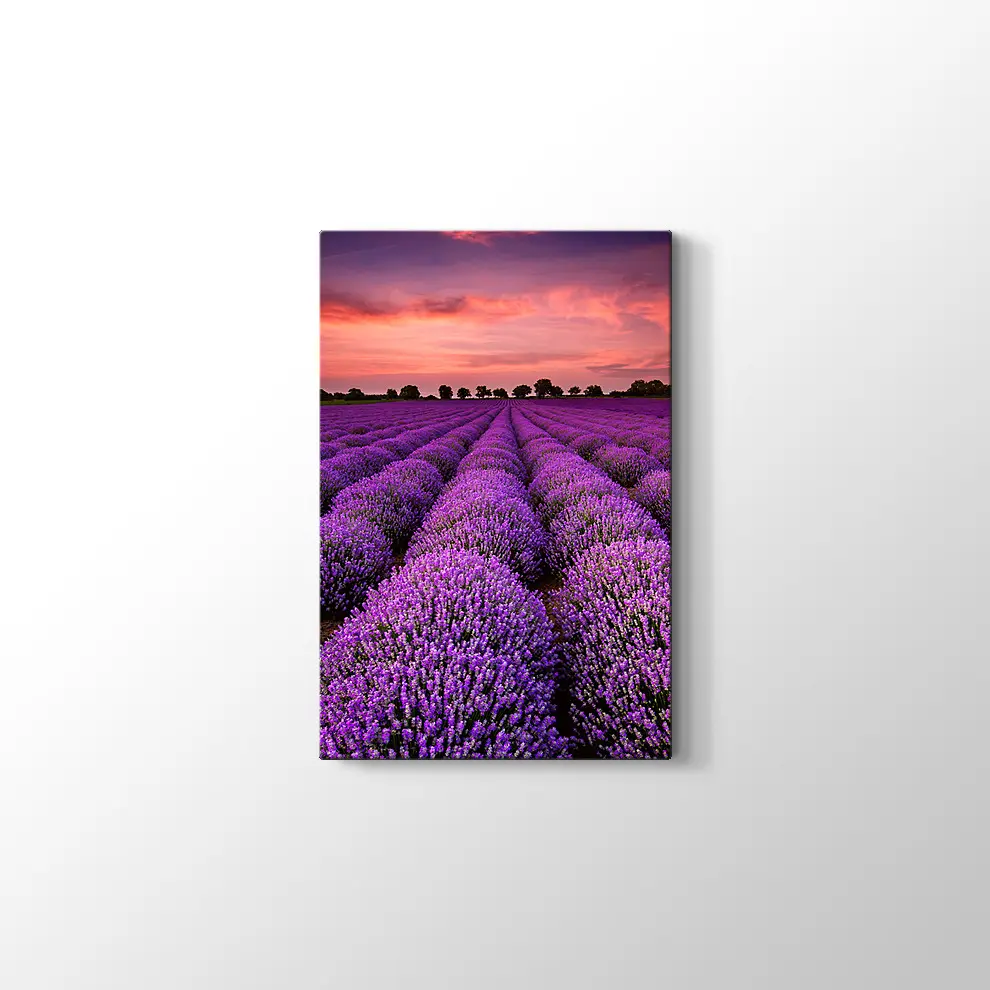 Lavanta Tarlaları Kanvas Tablo