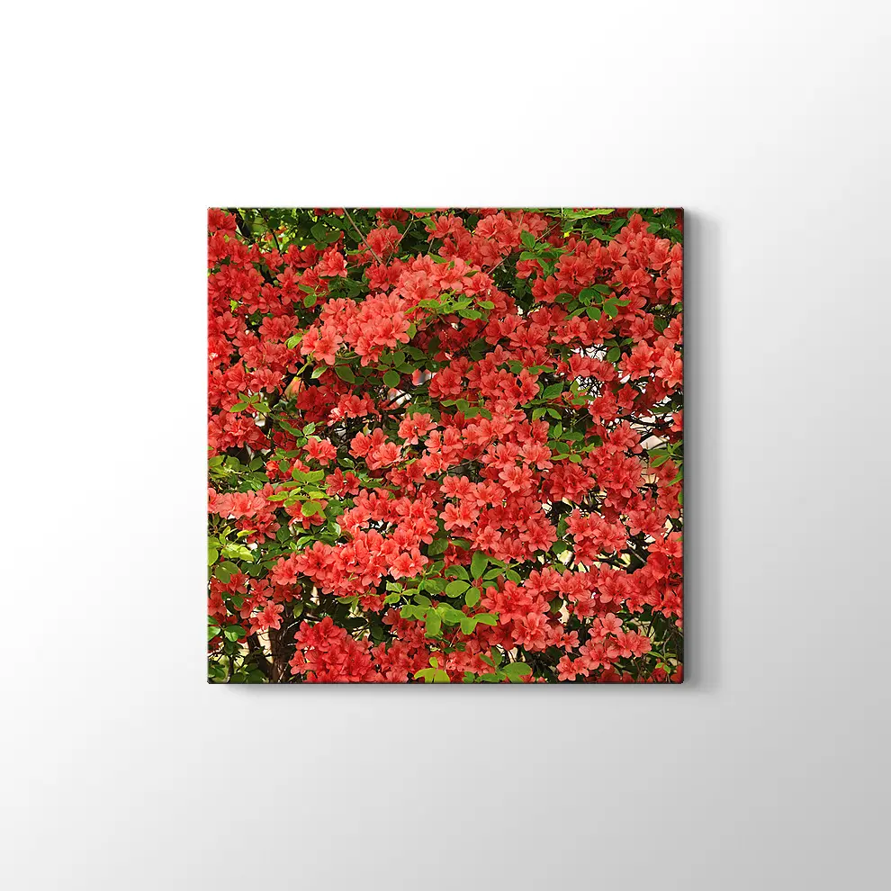 Açelya Görüntüsü Kanvas Tablo