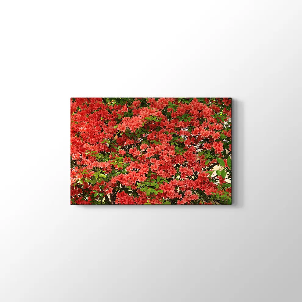 Açelya Görüntüsü Kanvas Tablo