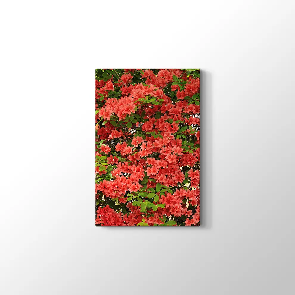 Açelya Görüntüsü Kanvas Tablo