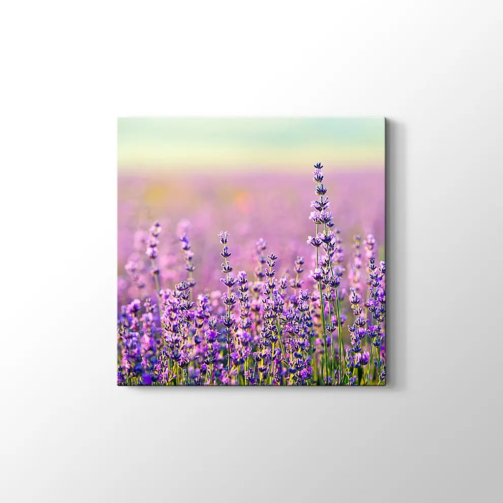 Lavanta Bahçesi Kanvas Tablo