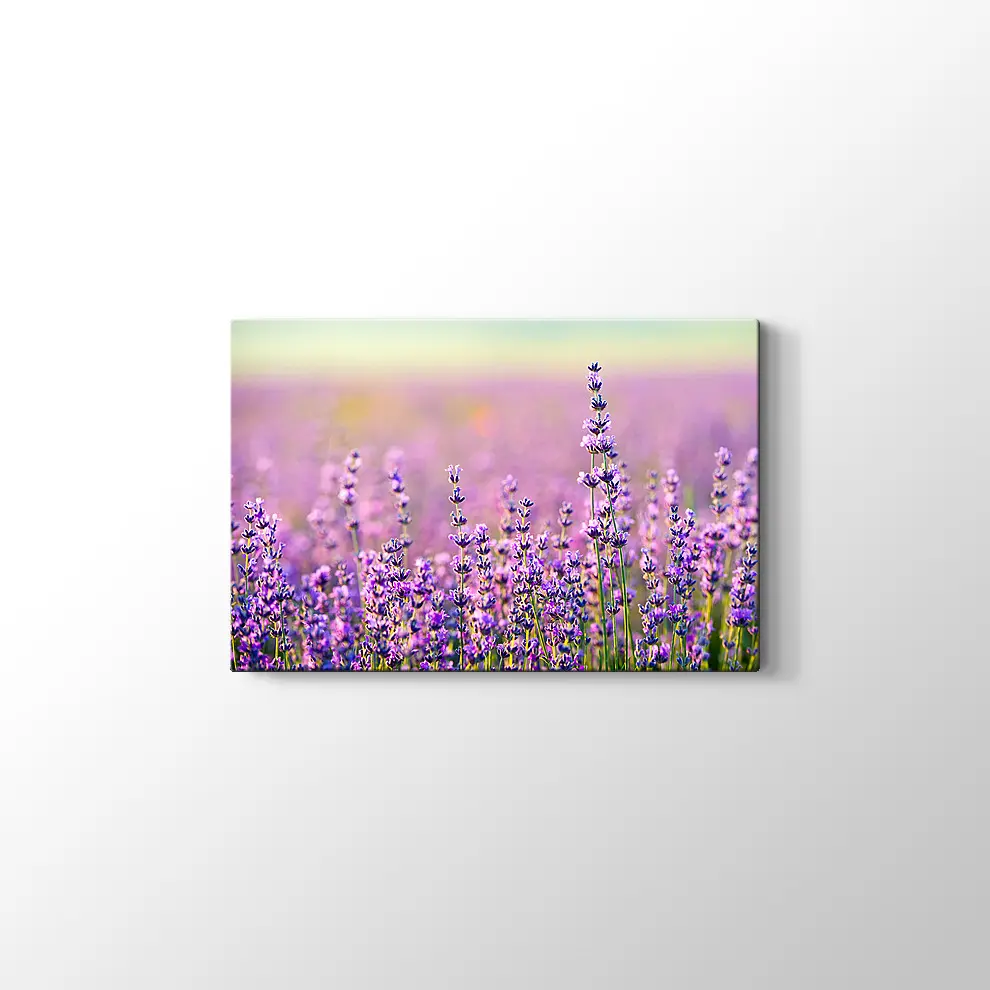 Lavanta Bahçesi Kanvas Tablo