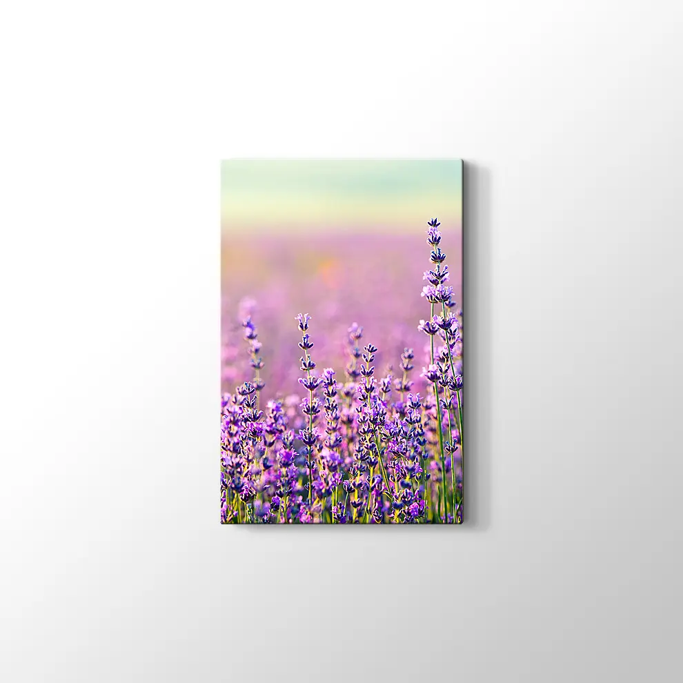 Lavanta Bahçesi Kanvas Tablo