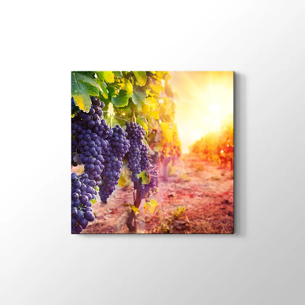 Üzüm Salkımları Kanvas Tablo