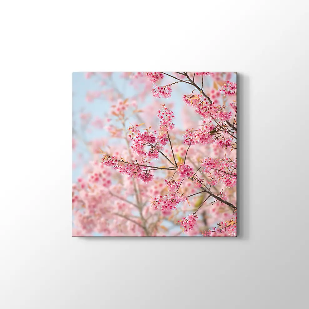 Sakura Çiçeği Kanvas Tablo