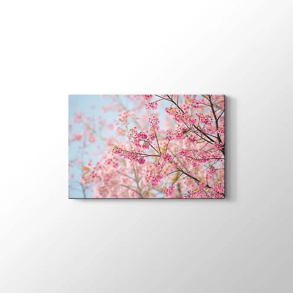 Sakura Çiçeği Kanvas Tablo