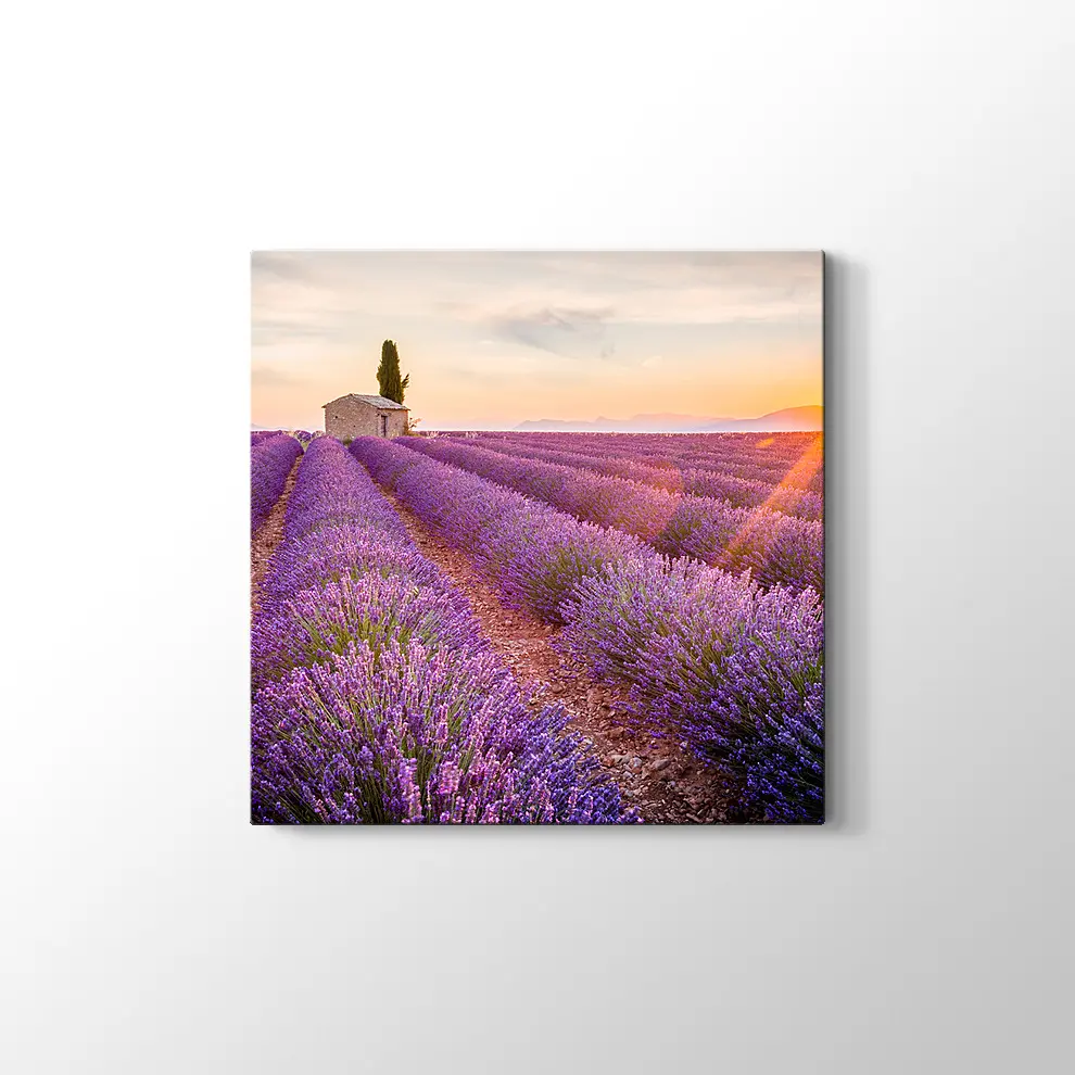 Günbatımında Lavanta Tarlası Kanvas Tablo