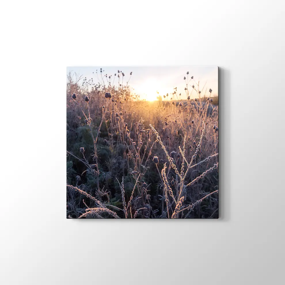 Çimlerin Üzerinde Şafak Kanvas Tablo