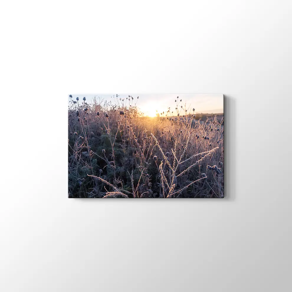Çimlerin Üzerinde Şafak Kanvas Tablo