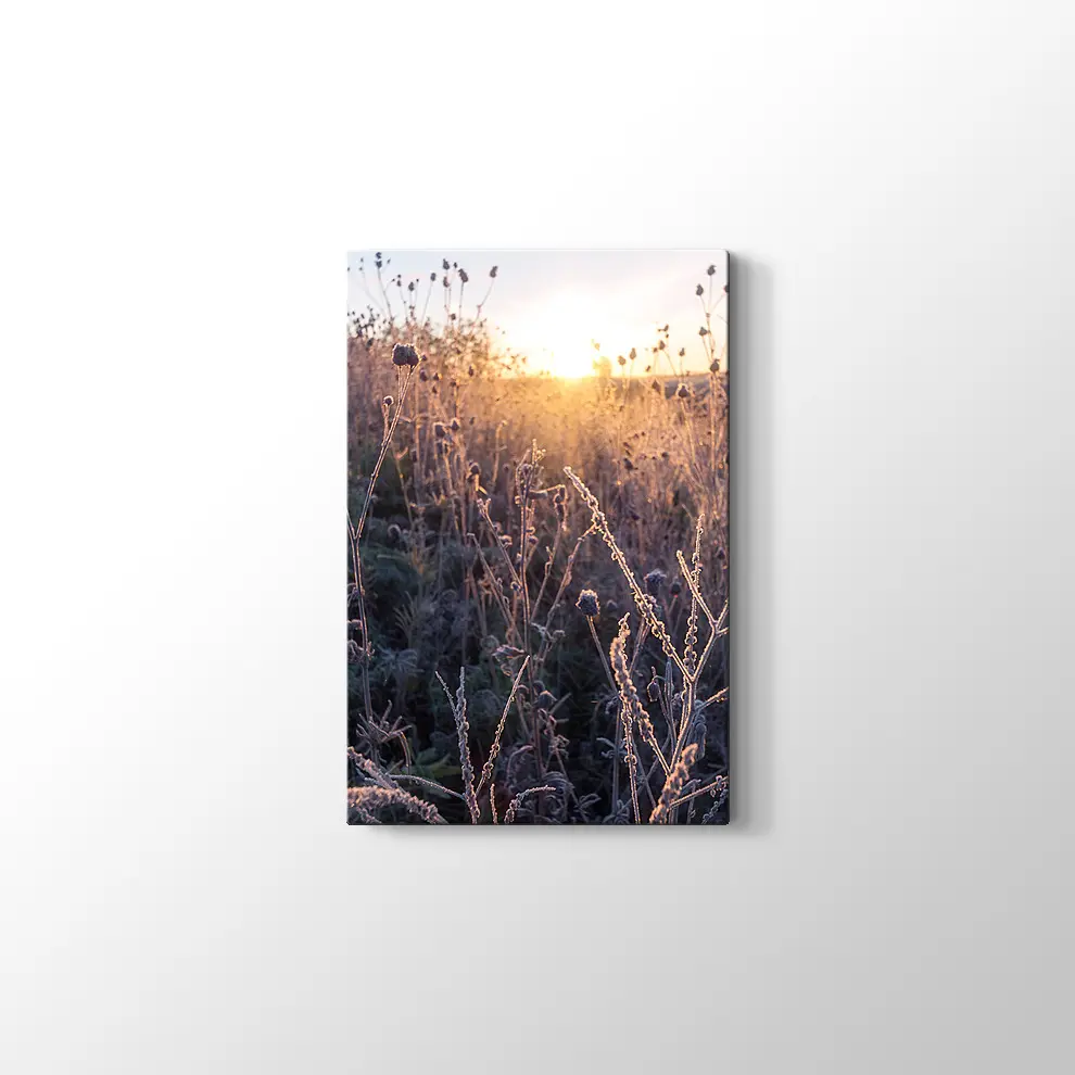 Çimlerin Üzerinde Şafak Kanvas Tablo