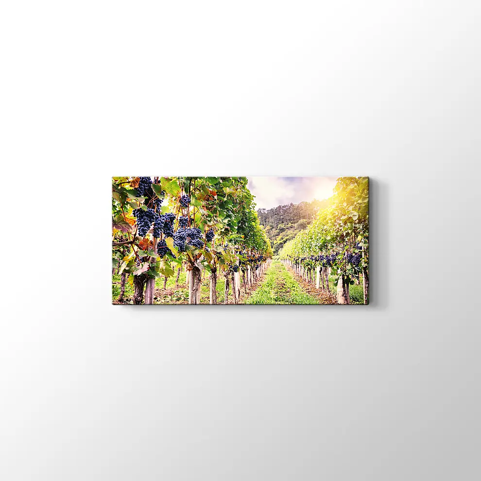 Üzüm Bahçeleri Kanvas Tablo