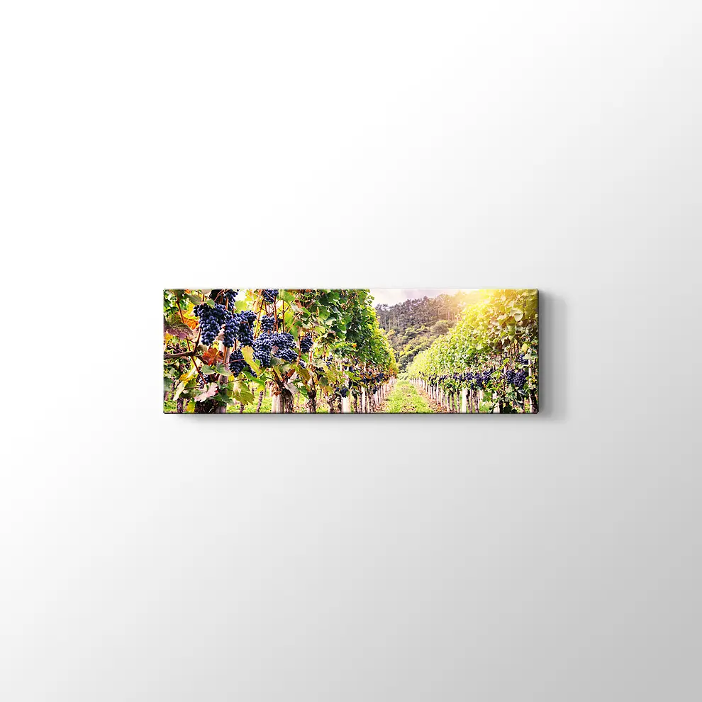 Üzüm Bahçeleri Kanvas Tablo