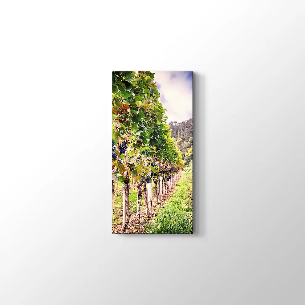 Üzüm Bahçeleri Kanvas Tablo