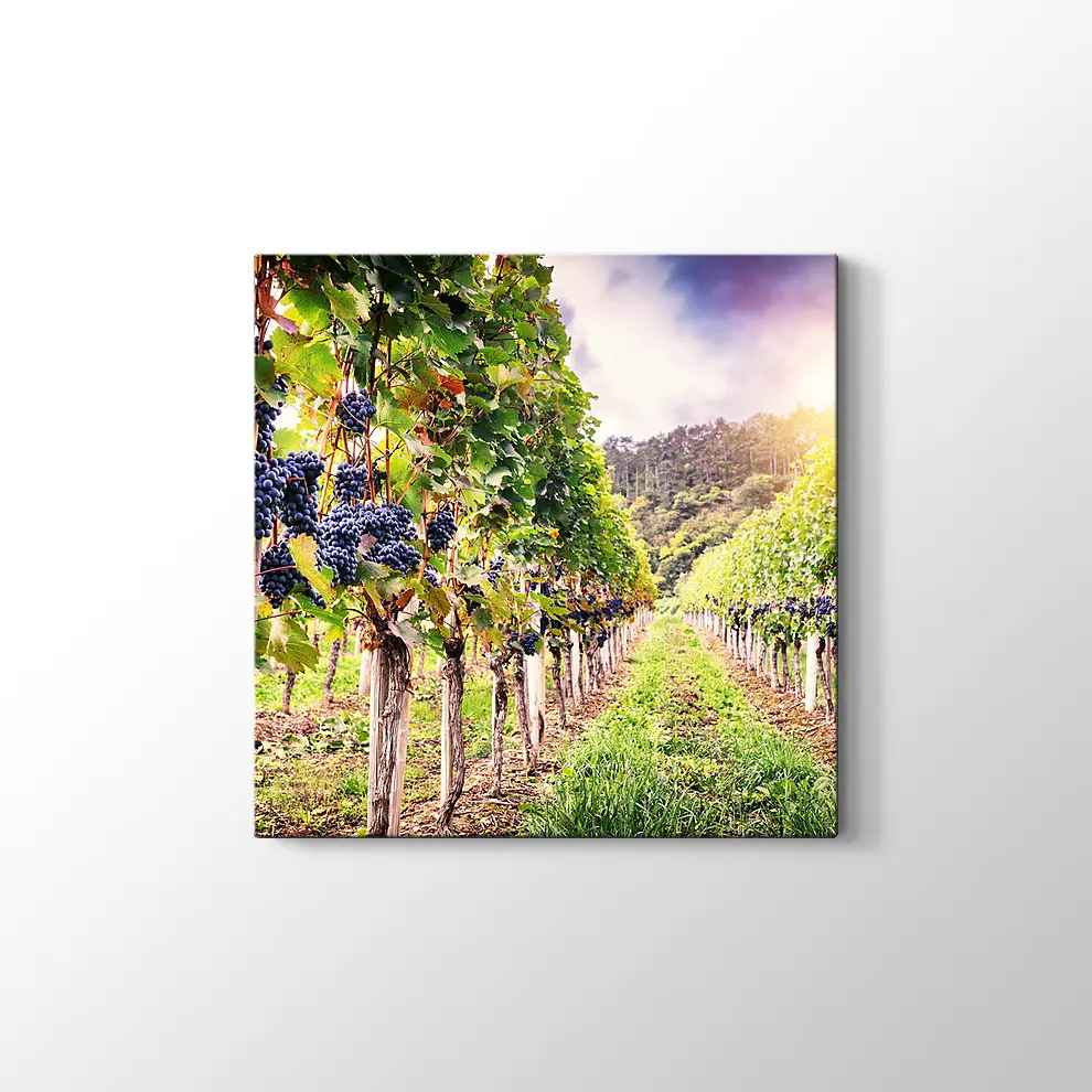Üzüm Bahçeleri Kanvas Tablo