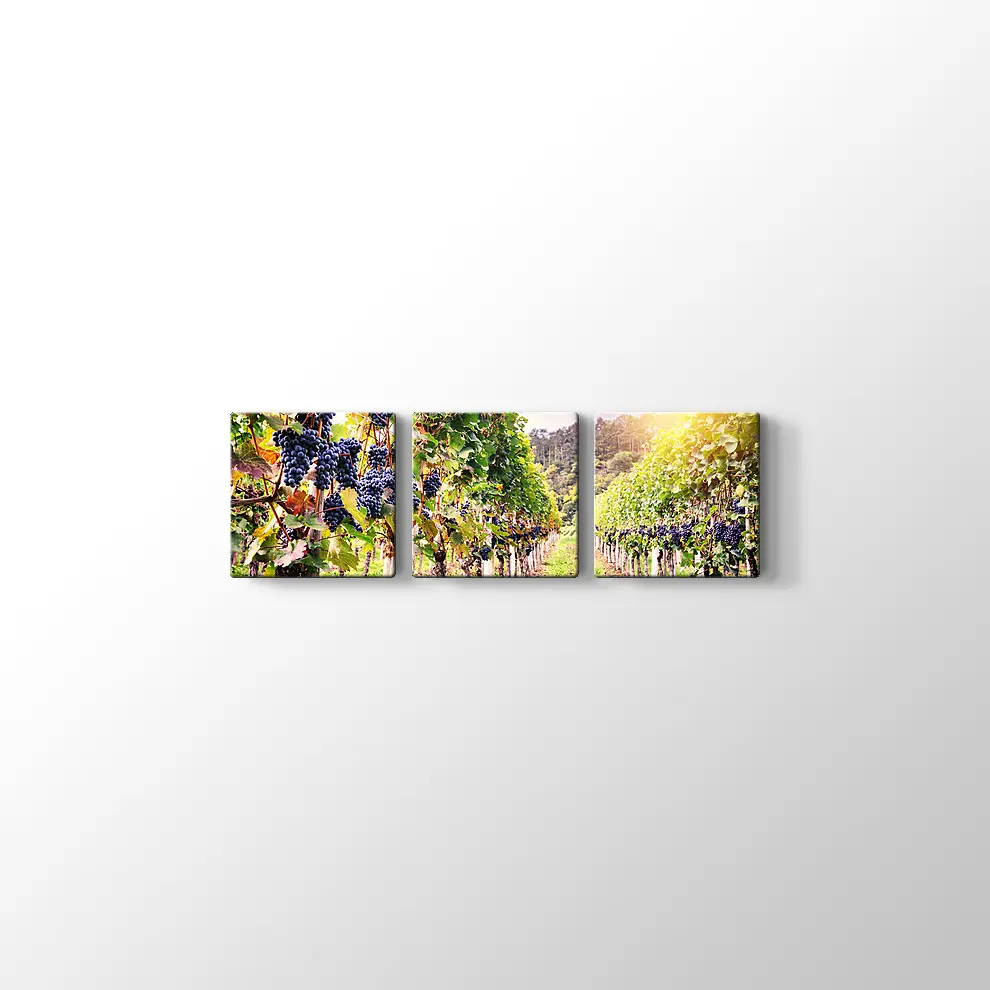 Üzüm Bahçeleri Kanvas Tablo