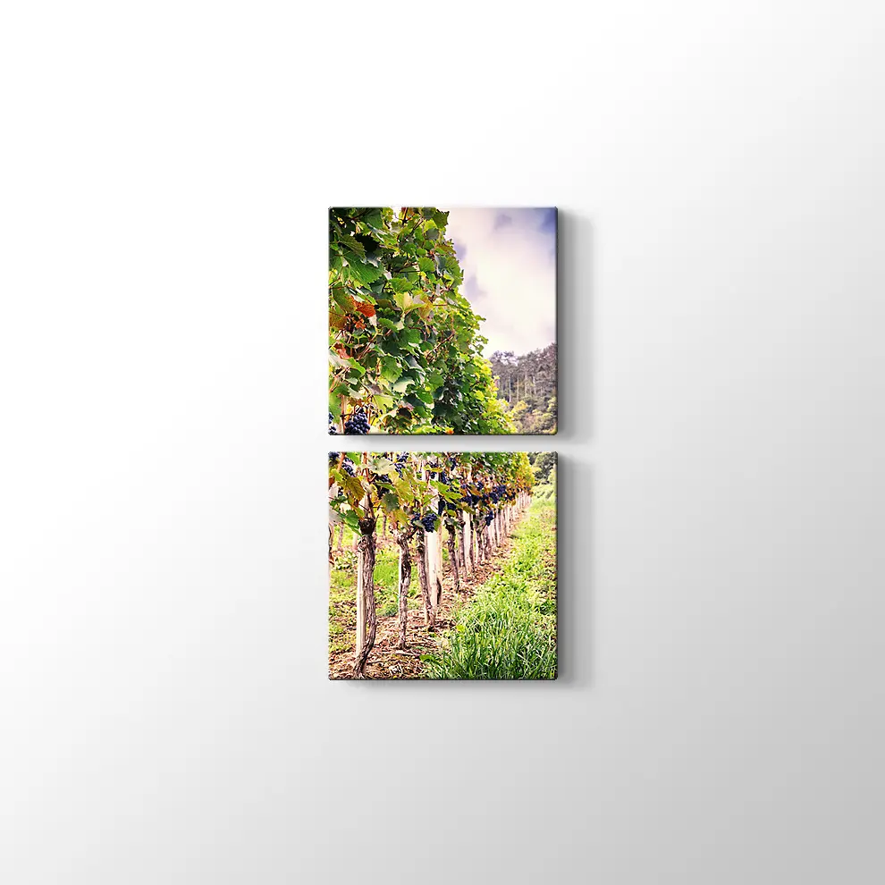 Üzüm Bahçeleri Kanvas Tablo
