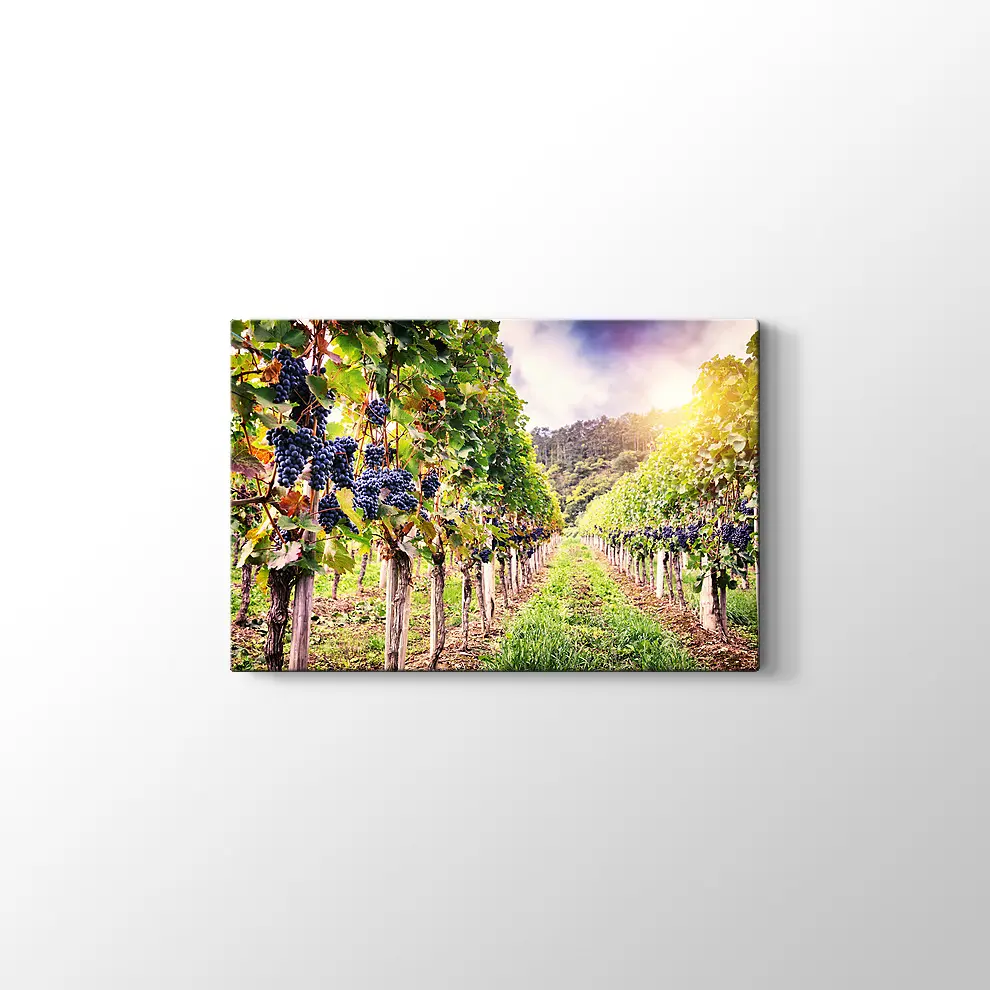 Üzüm Bahçeleri Kanvas Tablo