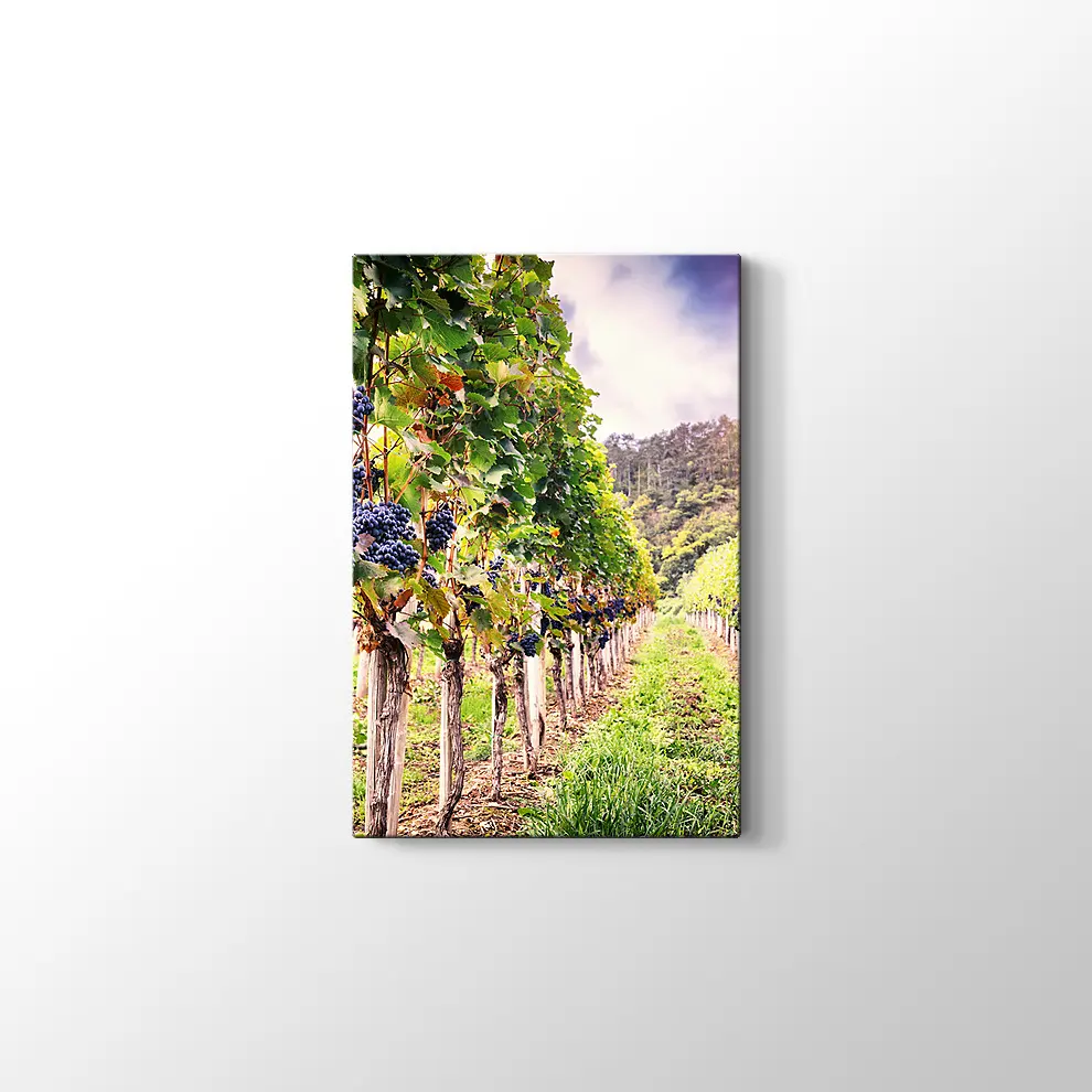 Üzüm Bahçeleri Kanvas Tablo