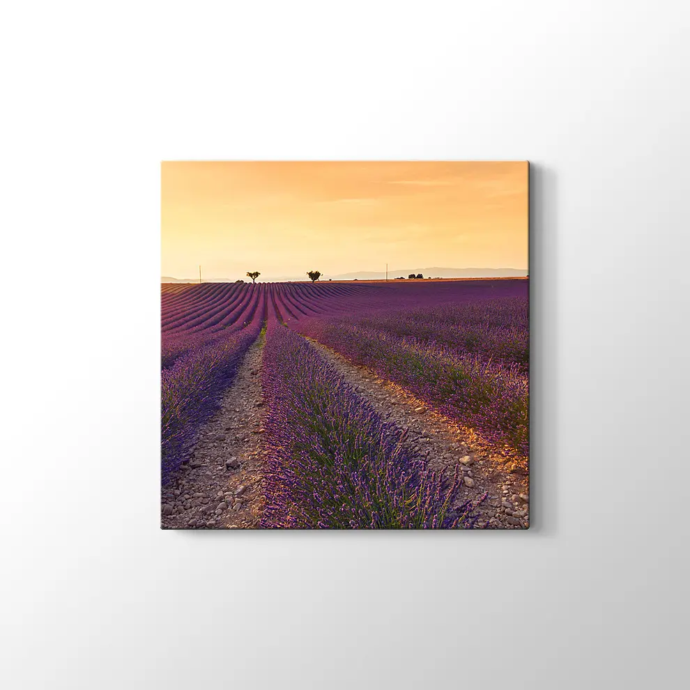 Lavanta Tarlaları Kanvas Tablo