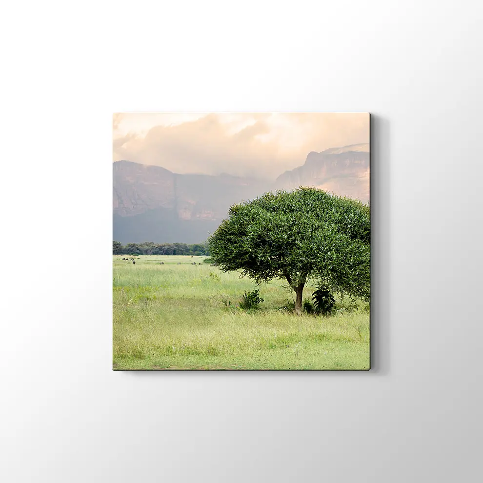 Bebek Akasya Ağacı Kanvas Tablo