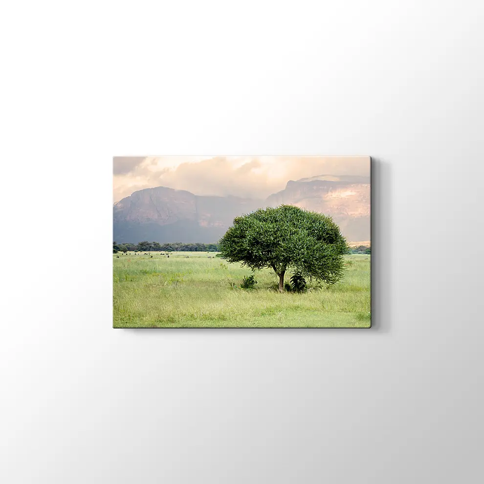 Bebek Akasya Ağacı Kanvas Tablo