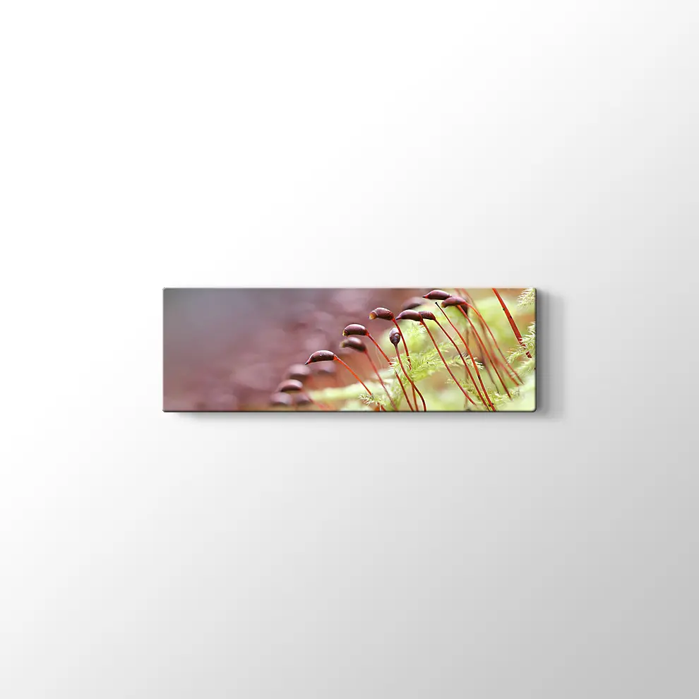 Bitkiler Kanvas Tablo